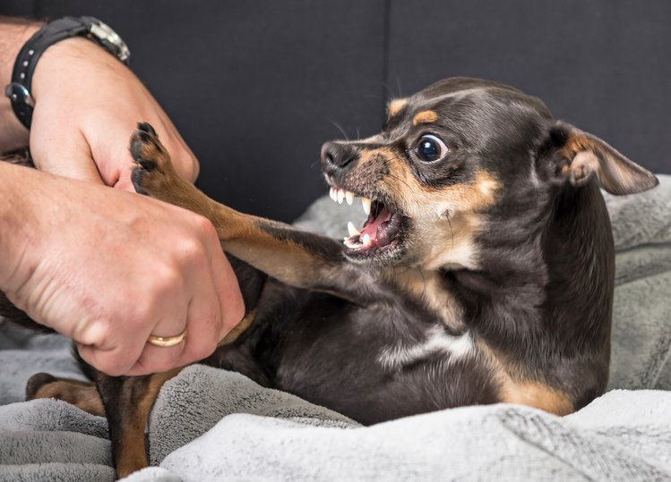 Zdjęcie Sprawdź, co denerwuje Twojego psa! #1