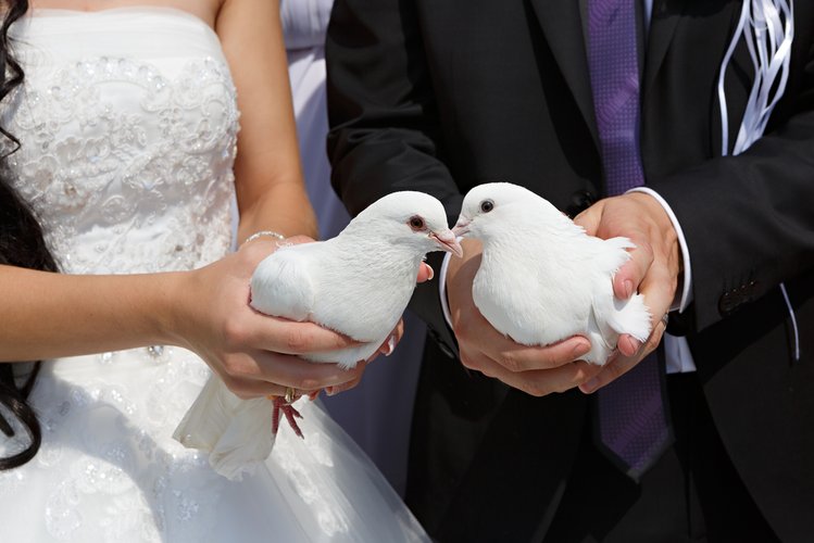 Zdjęcie Puszczanie gołębi podczas ślubu - dlaczego nie jest to dobry pomysł? #3