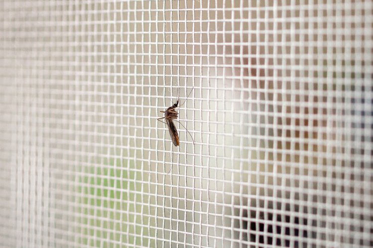 Zdjęcie Domowe sposoby na pozbycie się much. Poznaj 5 skutecznych metod. #1