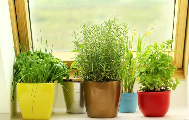 Zdjęcie Stwórz w domu własny ogródek. Jakie zioła i w jaki sposób najlepiej sadzić w domu? #1