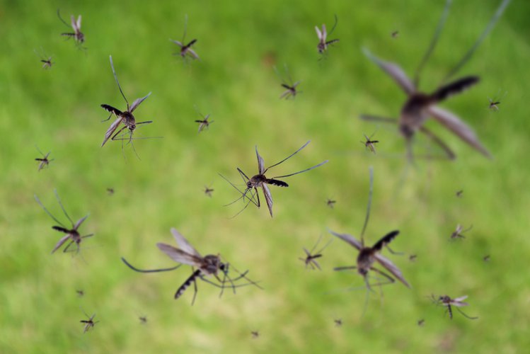 Zdjęcie Dlaczego jest tak dużo komarów w tym roku? #1