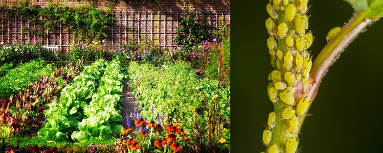 Zdjęcie Wykorzystaj TYTOŃ Z PAPIEROSÓW i uratuj rośliny w swoim ogrodzie! #1