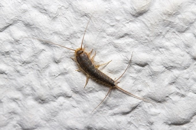 Zdjęcie Każdy z nas ma te robaki w łazience. Poznaj prosty trik na pozbycie się ich! #1