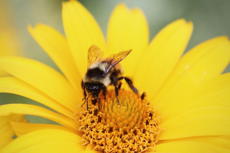 Zdjęcie Dlaczego warto zaprosić pszczoły do swojego ogrodu? #2