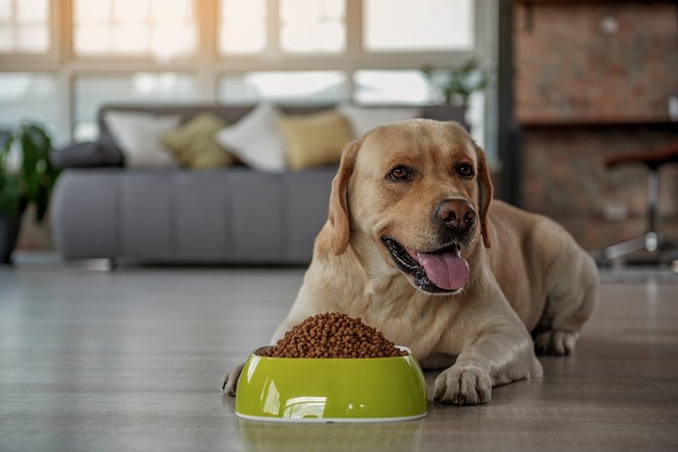 Zdjęcie Jak często i czym karmisz swojego psa? Poznaj kilka ważnych wskazówek #1