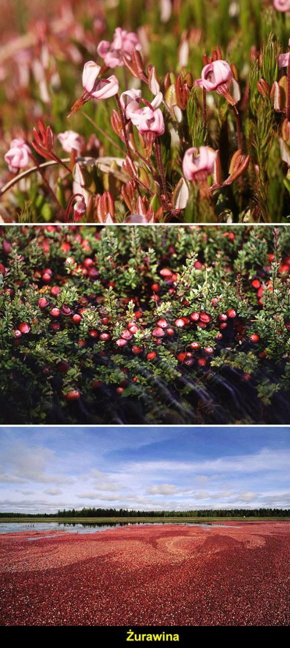 Zdjęcie Zobacz jak rosną znane rośliny! Niektóre zdjęcia Cię zaskoczą! #8