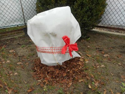 Zdjęcie Sprawdź jak zabezpieczyć hortensje na zimę #1