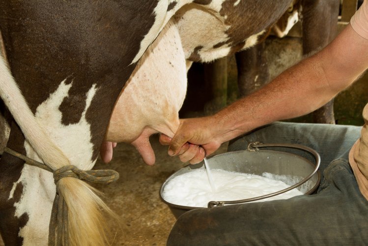 Zdjęcie Pij przez 7 dni mleko roślinne. Zobacz jakie korzyści przynosi to dla Twojego organizmu #2