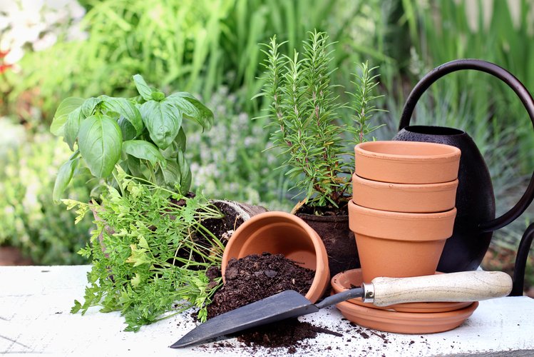 Zdjęcie Stwórz w domu własny ogródek. Jakie zioła i w jaki sposób najlepiej sadzić w domu? #2