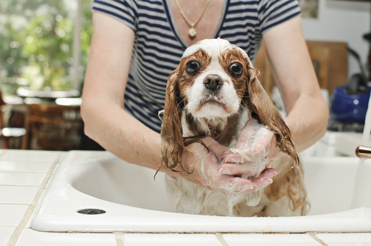 Zdjęcie Twój PIES nie lubi kąpieli? Sprawdź jak go umyć! #1