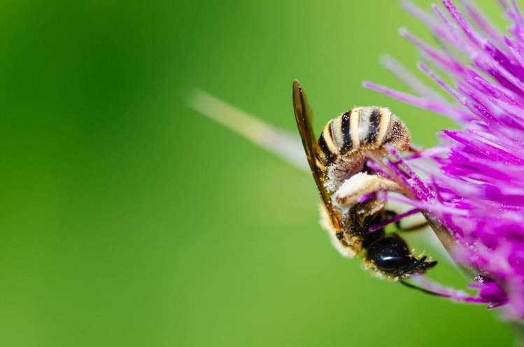 Zdjęcie Dlaczego warto zaprosić pszczoły do swojego ogrodu? #1