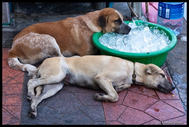 Zdjęcie Zwierzęta też cierpią z powodu upałów! Jak im pomóc w gorące dni? #2