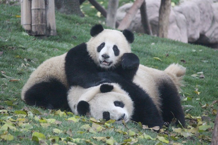 Zdjęcie Pandemia koronawirusa zbliżyła do siebie pandy, pierwszy raz od 10 lat #1