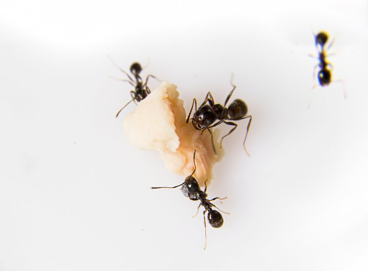 Zdjęcie Domowe sposoby na mrówki w kuchni #1