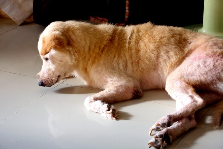 Zdjęcie Alergia i atopowe zapalenie skóry u psa. Sprawdź, czy twój pupil też to ma! #4