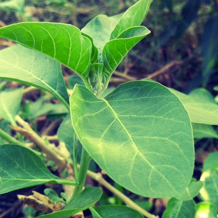 Zdjęcie Ashwagandha - roślina od wieków stosowana w medycynie. Czym jest i jakie ma właściwości? #2