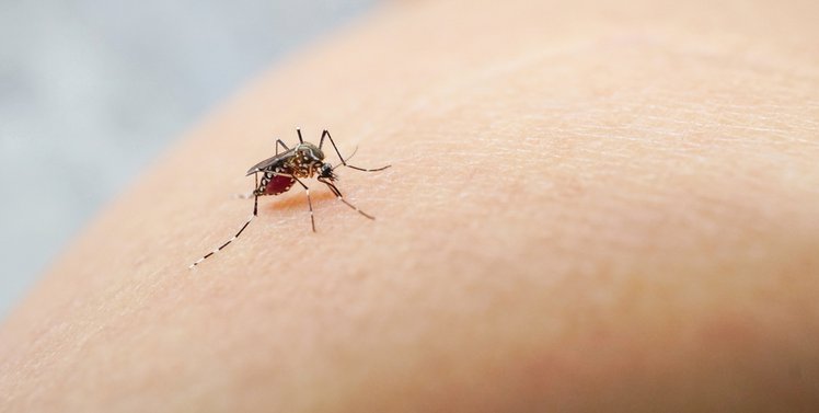 Zdjęcie Ugryzienie komara- jak złagodzić uczucie swędzenia? #2