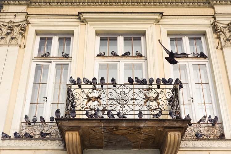 Zdjęcie Gołębie roznoszą choroby. Jak pozbyć się ich z balkonu? #2