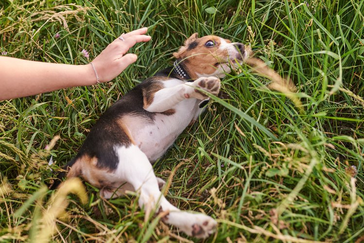 Zdjęcie Co zrobić gdy zaatakuje nas pies? Ta metoda może uratować życie! #4