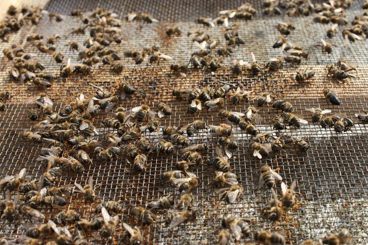 Zdjęcie W Rzeszowie otruto 2,5 mln pszczół z jednej pasieki! Trwa dochodzenie #3