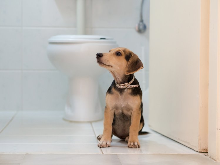 Zdjęcie Czy wiesz, dlaczego pies chodzi za tobą do łazienki? Poznaj zachowania swojego pupila #2