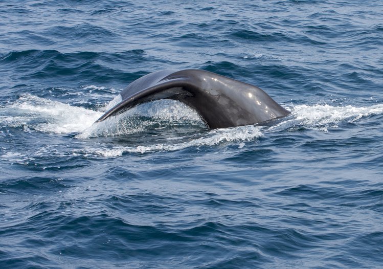 Zdjęcie Coś niespotykanego! Delfin spotkany w Bałtyku! #1