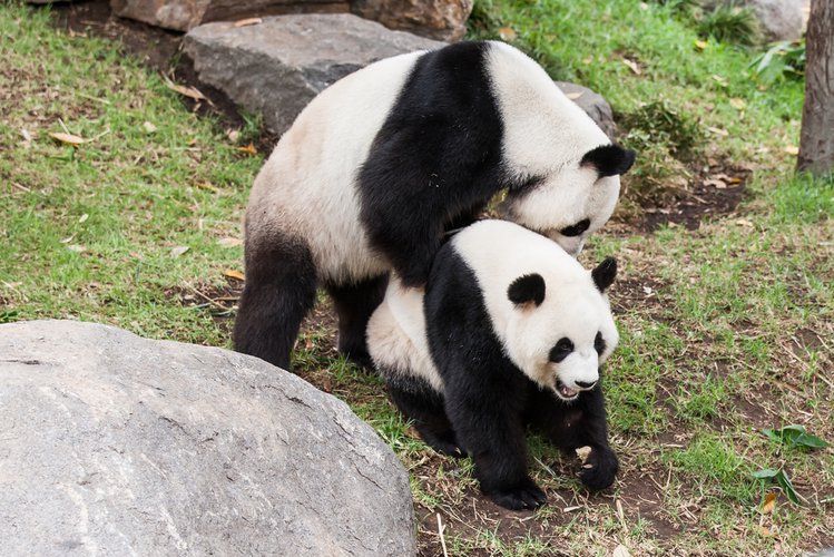 Zdjęcie Pandemia koronawirusa zbliżyła do siebie pandy, pierwszy raz od 10 lat #3
