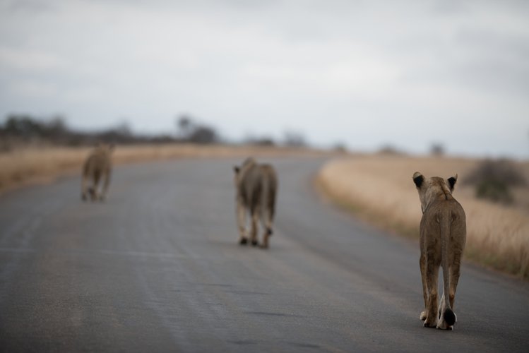 Zdjęcie Koronawirus: Lwy przejęły drogi w RPA #3