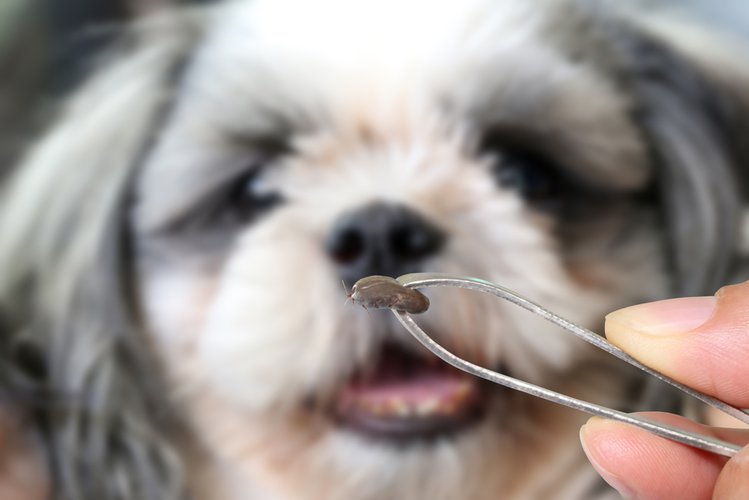 Zdjęcie Twój pies ma kleszcze? Dowiedz się, jak bezpiecznie je usunąć #3