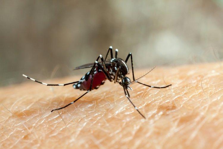 Zdjęcie Ukąszenie komara – 7 trików, dzięki którym przestanie swędzieć! #1