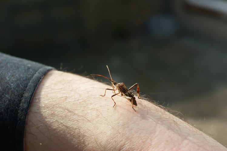 Zdjęcie Inwazja owadów w domach. Czy wtyki amerykańskie są groźne? #1