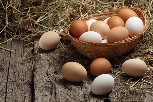 Zdjęcie Czy jaja od kur z różnych chowów naprawdę różnią się jakością? #2
