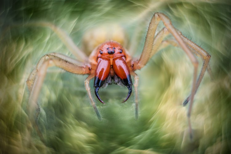 Zdjęcie Jadowity i groźny pająk w Polsce! Jak go rozpoznać i co zrobić, gdy ukąsi? #1