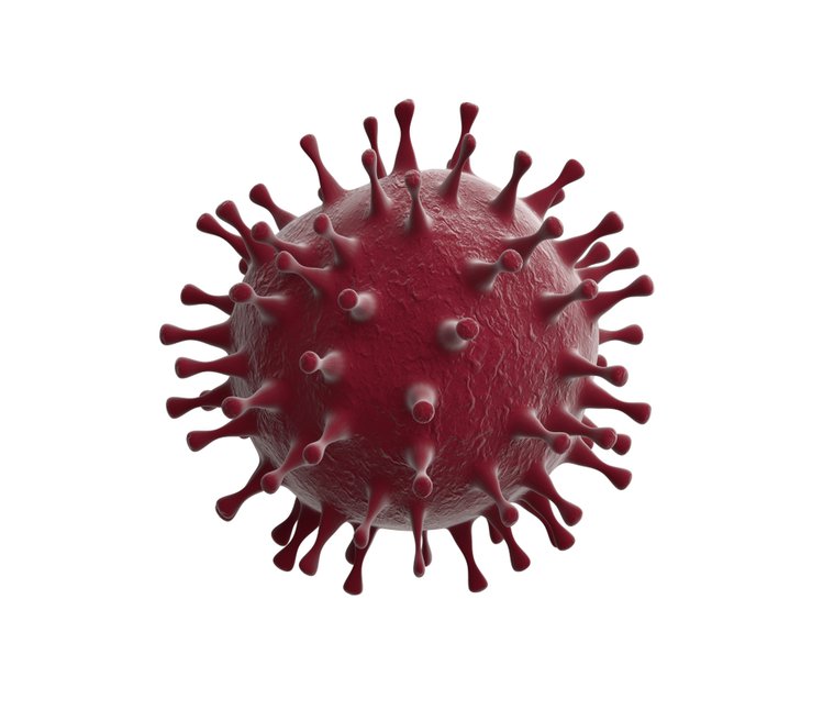 Zdjęcie Lamy pomogą zwalczyć koronawirusa? Obiecujące badania! #1