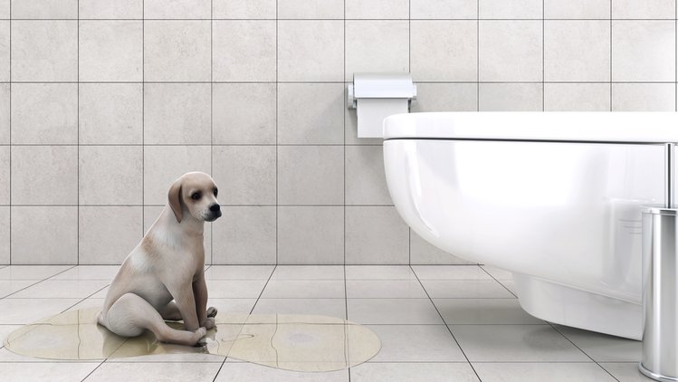 Zdjęcie Czy wiesz, dlaczego pies chodzi za tobą do łazienki? Poznaj zachowania swojego pupila #4