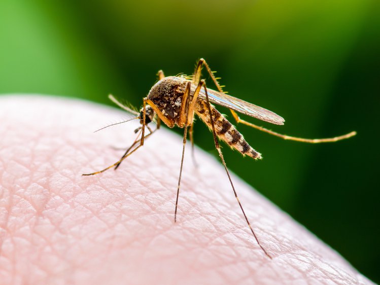 Zdjęcie Czy komary mogą przenosić koronawirusa? #1