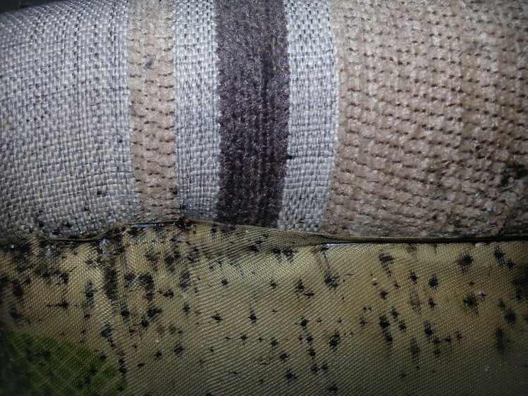 Zdjęcie Te ugryzienia to nie muszki, ani komary. To pluskwy żyjące w pościeli! Zobacz, jak je wytępić #2