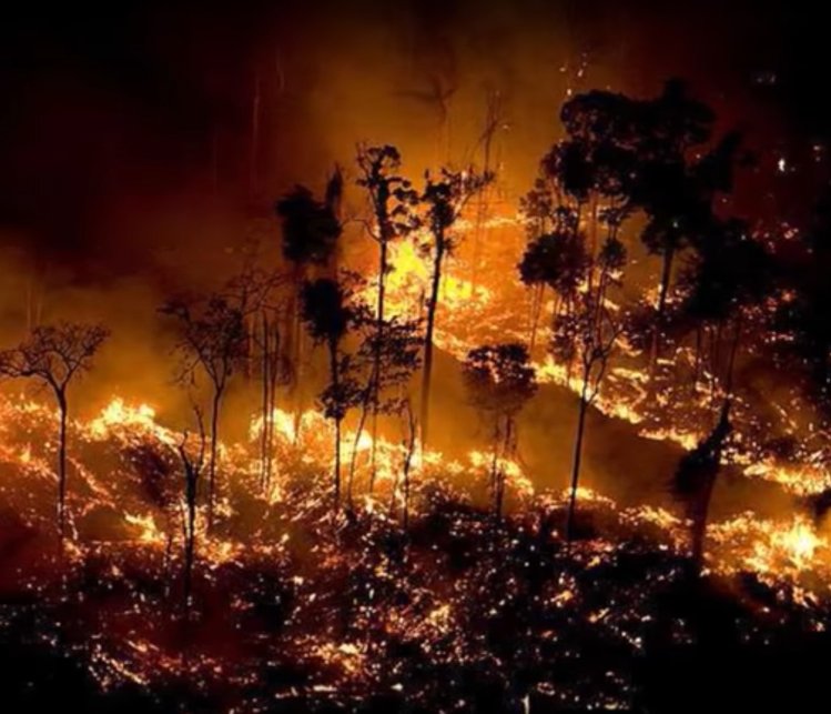 Zdjęcie Cejrowski nie wierzy w pożary w Amazonii. “Amazonia jest niepalna” #1