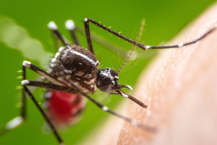 Zdjęcie Gdzie podziały się komary? Naukowcy wyjaśniają #1