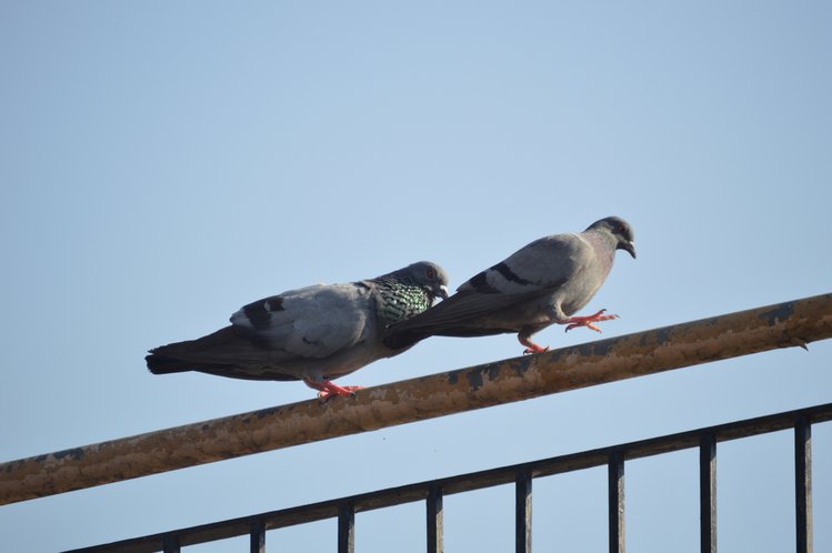 Zdjęcie Gołębie roznoszą choroby. Jak pozbyć się ich z balkonu? #1
