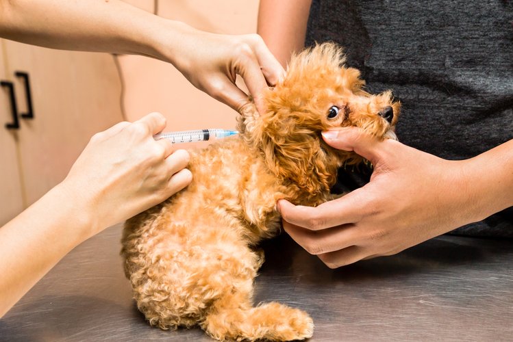 Zdjęcie Wszystko na temat szczepień psa, o których powinien wiedzieć właściciel! #2