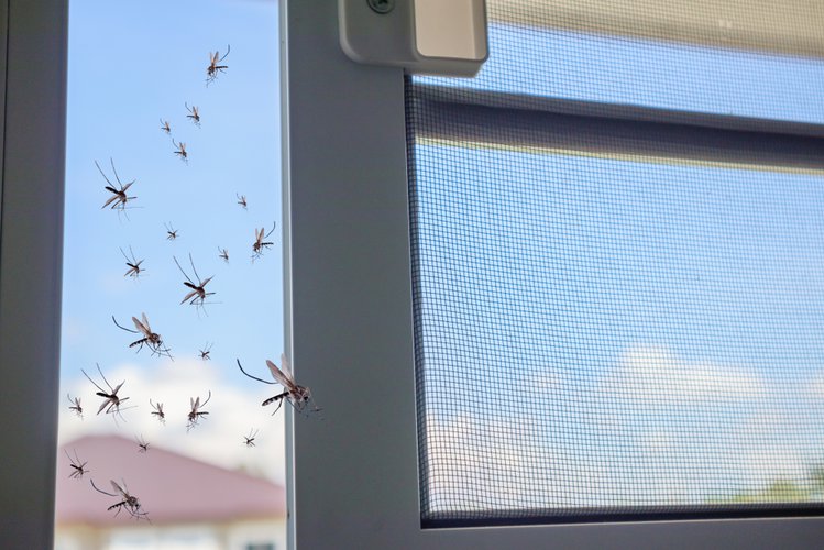 Zdjęcie Dlaczego jest tak dużo komarów w tym roku? #3