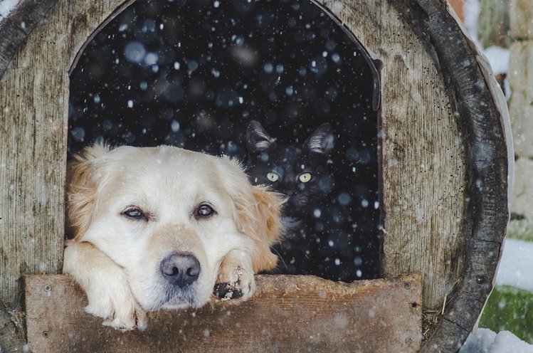 Zdjęcie Jak dbać o zwierzęta domowe i podwórkowe zimą? Poznaj najważniejsze zasady! #3