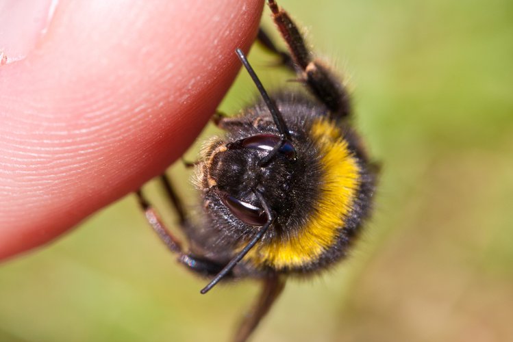 Zdjęcie Afrykańskie pszczoły zabójcy- bardzo agresywne i wyjątkowo groźne #2