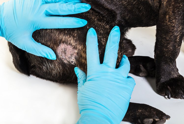Zdjęcie Alergia i atopowe zapalenie skóry u psa. Sprawdź, czy twój pupil też to ma! #1