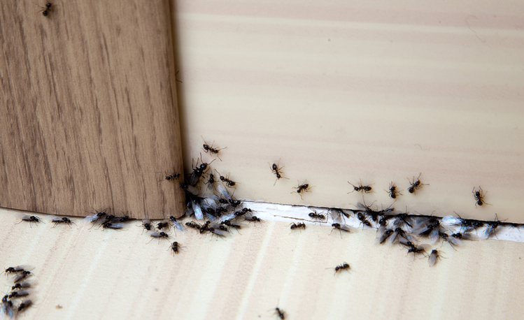 Zdjęcie Domowe sposoby na mrówki w kuchni #2