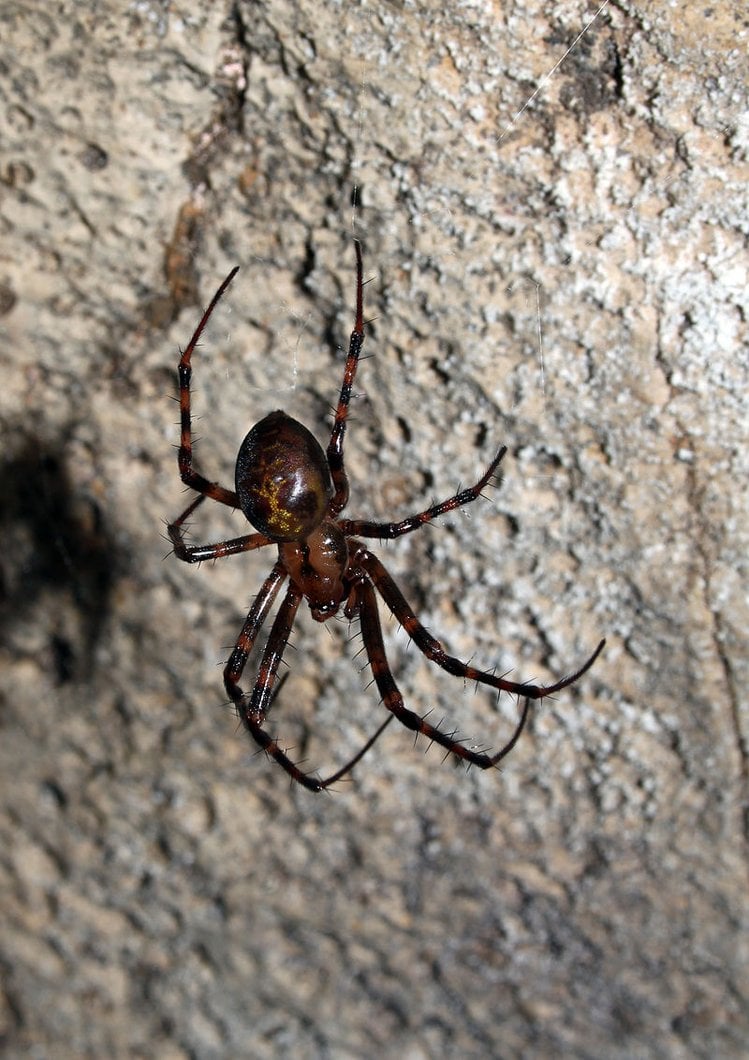 Zdjęcie Jadowite pająki – rodzaje i miejsca występowania w Polsce! #5