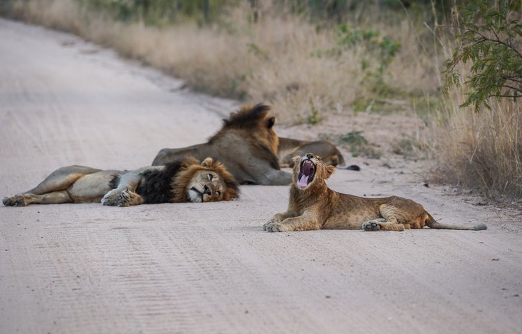 Zdjęcie Koronawirus: Lwy przejęły drogi w RPA #1