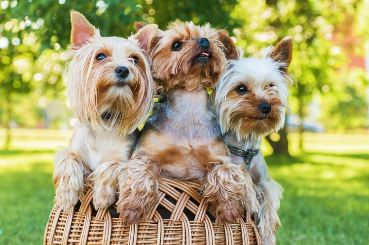 Zdjęcie Te rasy psów są idealne dla alergików #3
