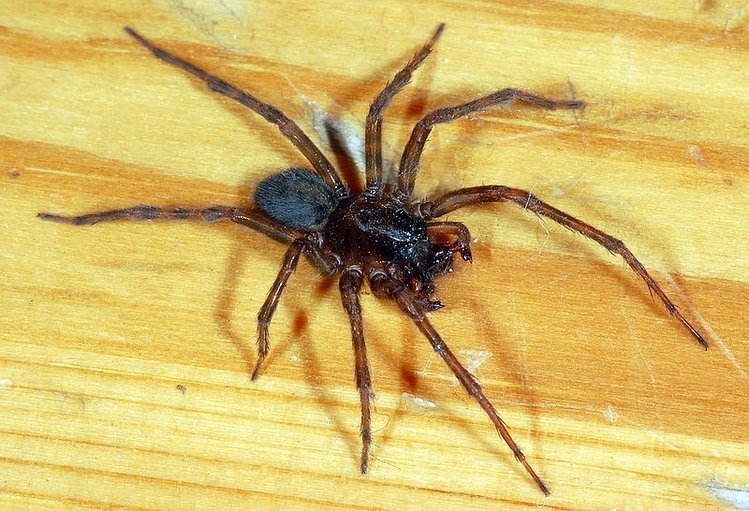 Zdjęcie Jadowite pająki – rodzaje i miejsca występowania w Polsce! #6